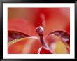 A Close View Of Dogwood Bud And Leaf In Autumn Color by Jason Edwards Limited Edition Print