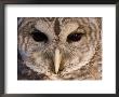 A Barred Owl (Strix Varia) Wing At A Raptor Recovery Center by Joel Sartore Limited Edition Print