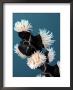 Whip Coral Anemones, Komodo, Indonesia by Mark Webster Limited Edition Print