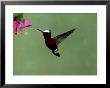 Snowcap Hummingbird, Costa Rica by G. W. Willis Limited Edition Print