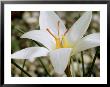 Crocus Hadriaticus, Dodona, October by Chris Burrows Limited Edition Pricing Art Print