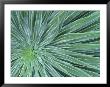 Echium, Wellington Botanical Gardens, North Island, New Zealand by Rob Tilley Limited Edition Pricing Art Print