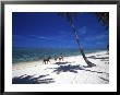 Horses On Beach, Tambua Sands Resort, Coral Coast, Fiji by David Wall Limited Edition Print