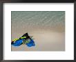 Blue Snorkeling Gear, Renaissance Island, Aruba, Caribbean by Lisa S. Engelbrecht Limited Edition Print