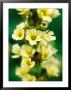 Sisyrinchium Striatum, Close-Up Of Yellow Flower Heads by Lynn Keddie Limited Edition Print