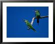 Blue-Cheeked Bee-Eaters On A Branch by Beverly Joubert Limited Edition Pricing Art Print