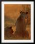 A Pair Of African Lionesses (Panthera Leo) Seen From The Back by Beverly Joubert Limited Edition Print