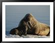 An Infant Atlantic Walrus Nuzzles Its Mother by Norbert Rosing Limited Edition Pricing Art Print