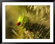A Ladybug On The Spikes Of A Cholla Cactus by Raul Touzon Limited Edition Print