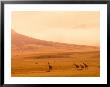 Desert Giraffes In The Mist, Namibia by Claudia Adams Limited Edition Print