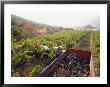 Picking Grapes, Languedoc, France by Nik Wheeler Limited Edition Print