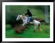 Horse And Rider Jumping Over Fallen Log Mansfield, Victoria, Australia by John Hay Limited Edition Print