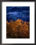 Treetop And Mountain, Waterton Lake Township Valley, Waterton Lakes National Park, Alberta, Canada by Lawrence Worcester Limited Edition Print