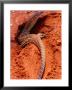 Sand Goanna (Veranus Gouldii), Sturt National Park, New South Wales, Australia by Mitch Reardon Limited Edition Pricing Art Print