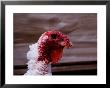 Domestic Turkey On A Farm In Vermont, Usa by Charles Sleicher Limited Edition Print