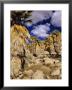 Lost Palms Oasis, Joshua Tree National Park, California, Usa by Chuck Haney Limited Edition Print