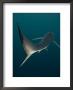 Blue Shark, Cape Point, Atlantic Ocean by Chris And Monique Fallows Limited Edition Print