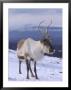 Reindeer, Standing In Snow In Winter, Scotland by Mark Hamblin Limited Edition Print