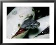 Everglades Rat Snake, Hatching, South Florida by David M. Dennis Limited Edition Print