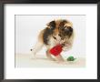 Multicolored Kitten Playing With Toy by Steve Starr Limited Edition Print
