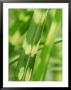 Miscanthus Sinensis Zebrinus (Zebra Grass), Perennial Grass by Mark Bolton Limited Edition Print