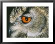 Eagle Owl, Close Up Of Eye by David Tipling Limited Edition Print
