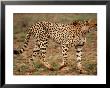 Cheetah, Acinonyx Jubatus, Londolozi Game Reserve by Yvette Cardozo Limited Edition Print