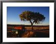 Lone Tree Stands In The Desert Grass Along Highway 68 by Raul Touzon Limited Edition Print