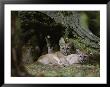Texas Cougars That Have Been Relocated To White Oak Conservation by Randy Olson Limited Edition Print