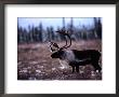 Caribou (Rangifer Tarandus) by Michael S. Quinton Limited Edition Print