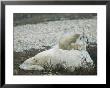 A Close View Of A Polar Bear And Her Cub Resting by Tom Murphy Limited Edition Pricing Art Print