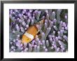 Clown Anemonefish In Sea Anemone, Sipadan Island, East Malaysia by Joe Stancampiano Limited Edition Pricing Art Print