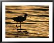 An American Avocet Silhouetted At Twilight by Joel Sartore Limited Edition Pricing Art Print