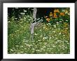 An Dilapidated Wooden Sign Encircled By Sunflowers, Carnations, And Other Flowers by Joel Sartore Limited Edition Pricing Art Print