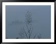 A Close View Of A Delicate Grass Seedhead Against A Foggy Backdrop by Jodi Cobb Limited Edition Print