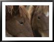 Close View Of The Faces Of Two Brown Horses by Michael Melford Limited Edition Print
