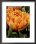 Tulipa Orange Princess (Tulip), Close-Up Of Orange Flowers by Mark Bolton Limited Edition Pricing Art Print