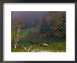 Horses In Field, Near Grandville, Vermont, Usa by Joe Restuccia Iii Limited Edition Print