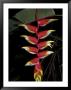 Tropical Flower On Culebra Island, Puerto Rico by Michele Molinari Limited Edition Print
