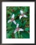 Painted Trillium, Waterville Valley, White Mountain National Forest, New Hampshire, Usa by Jerry & Marcy Monkman Limited Edition Print