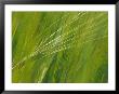 Spring Barley, Palouse, Washington, Usa by Terry Eggers Limited Edition Print