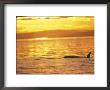 Orca Killer Whales Near San Juan Island, Washington, Usa by Stuart Westmoreland Limited Edition Pricing Art Print
