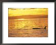 Orca Killer Whales Near San Juan Island, Washington, Usa by Stuart Westmoreland Limited Edition Print