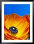 Detail Of Ranunculus, Melbourne, Australia by Regis Martin Limited Edition Print