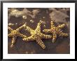 Starfish And Surf At Sunset, Maui, Hawaii, Usa by Darrell Gulin Limited Edition Pricing Art Print