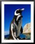African (Jackass) Penguin (Spheniscus Demersus), Boulders, False Bay, Simon's Town, South Africa by Ariadne Van Zandbergen Limited Edition Print