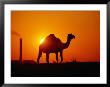 Camel And Doha Power Plant Silhouetted By Evening Sun, Doha, Kuwait by Mark Daffey Limited Edition Print
