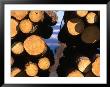 Logging, Homer, Alaska, Usa by Mark Newman Limited Edition Pricing Art Print
