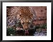 Leopard (Panthera Pardus) Drinking From Isiolo River, Eastern, Kenya by Mitch Reardon Limited Edition Print