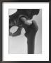 Skeletal Structures Of A Human Pelvis Universal Joint, With Rounded Knob Allowing The Leg To Swivel by Andreas Feininger Limited Edition Print